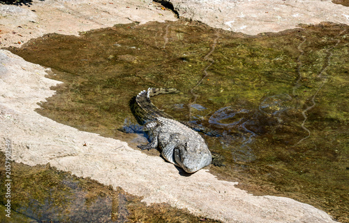 Canvastavla An alligator slithers towards a puddle, glaring at us menacingly.