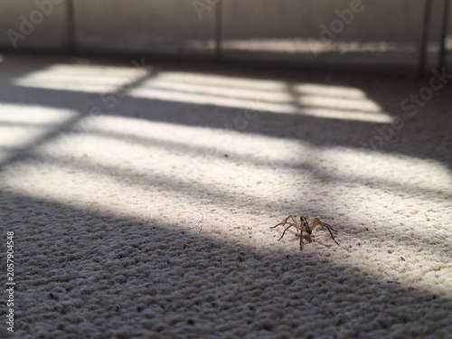 Obraz na płótnie A small brown wolf spider walking across a textured beige carpet