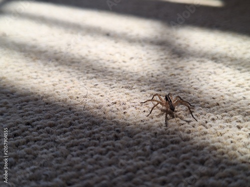 Foto A small brown wolf spider walking across a textured beige carpet