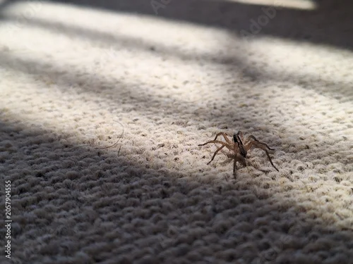 Obraz A small brown wolf spider walking across a textured beige carpet