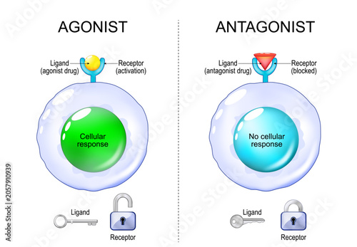Antagonist or Agonist comparison and mechanism of action. Ligand, Receptor interaction and Cellular response.