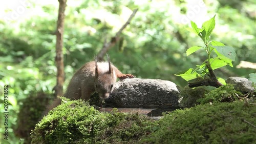 Scoiattolo rosso (Sciurus vulgaris) | Eurasian Red Squirrel Drinking and Eating Hazelnut and Chestnut 4K	