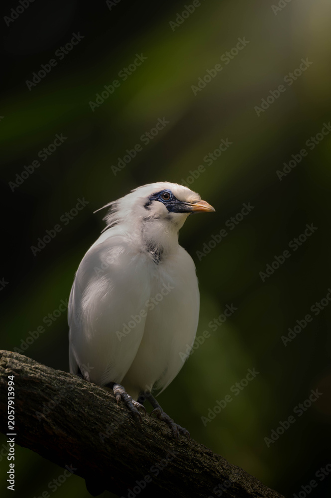 Fototapeta premium Bali Myna Rare White Starling Looking Up on Branch