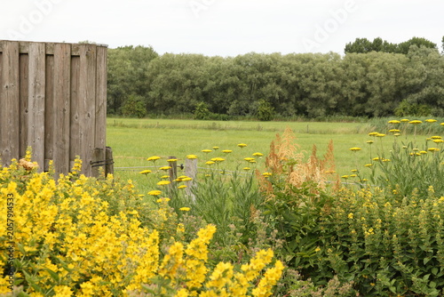 Foto a border in a flower garden with yellow loosestrife and reeds and marguerites an