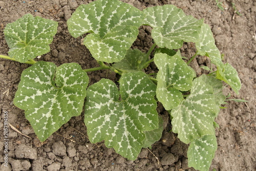 top view at a butternut squash plant with beautiful leaves with white stripes in a vegetable garden closeup