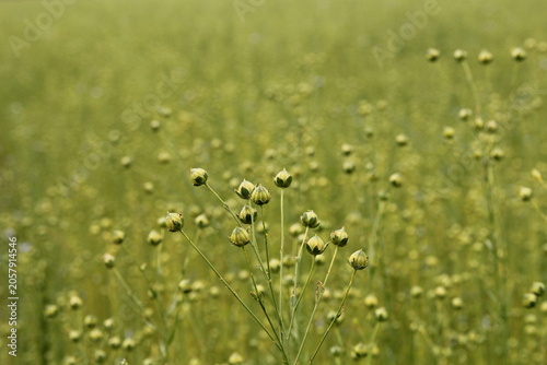 a flax plant with seed pods in a green field closeup in the countryside in summer