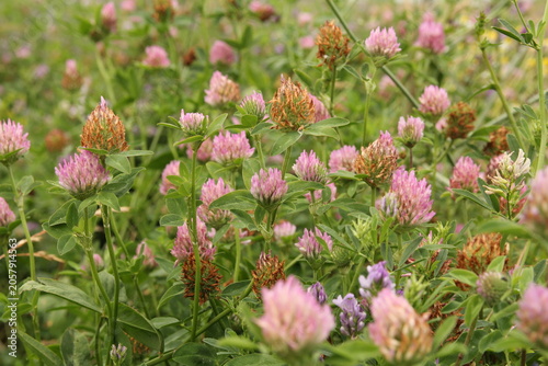 a group red clovers with a lot of violet flowers closeup in the countryside in summer