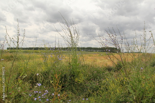 a rural landscape of a field with growing crops and a field margin with large wildflowers and chicory and clover and a sky with clouds