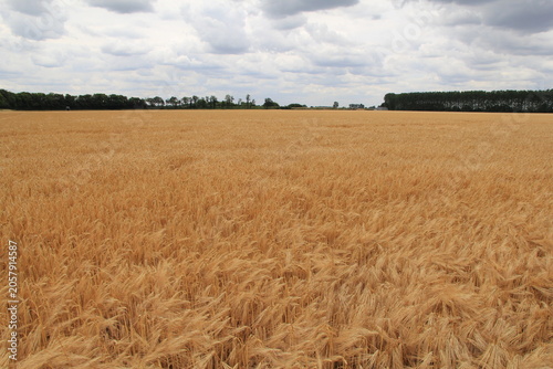 a large barley field with ripe curved crops in the countryside in summer