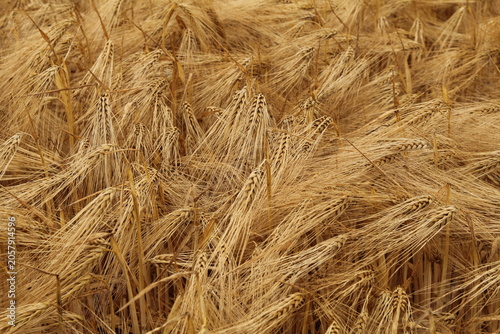 a group ripe barley plants with long bent ears closeup in a field in summer