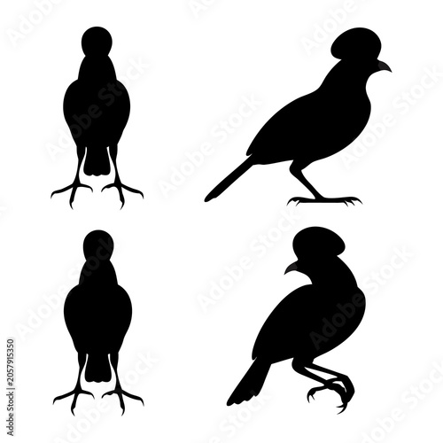 Photography Black Silhouettes of the Andean Cock-of-the-rock Bird in Various Poses; Profile and Frontal Views of the Exotic South American Cotinga for Nature and Wildlife Design Projects