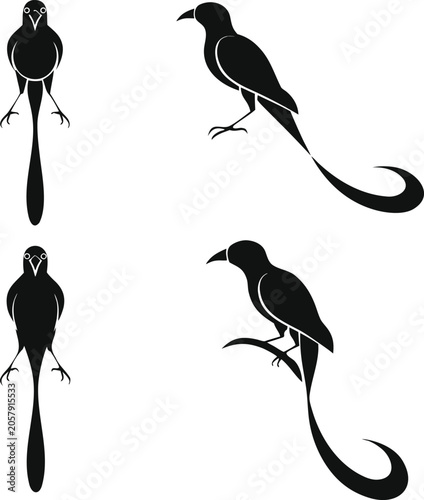 Photography Set of Elegant Long Tailed Bird Silhouettes, Minimalist Black Avian Vector Illus