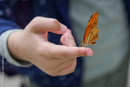 Exotic butterfly on a child's finger.