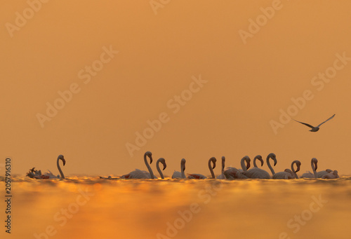Foto Greater Flamingos wading in the morning hours with dramatic hue