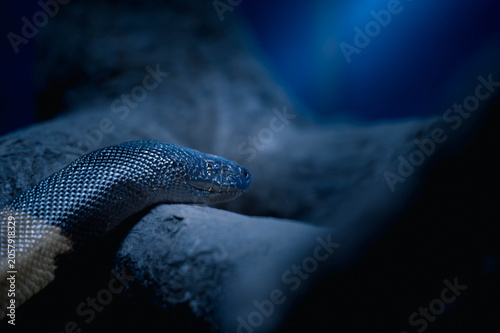 Canvas Print Black-headed Python Close-Up on Log in Dramatic Blue Light