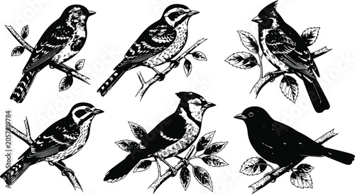 Foto Collection of diverse songbirds perched on branches rendered in classic engravin