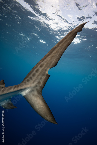 Tiger Shark Tail Fin with Damage Injury