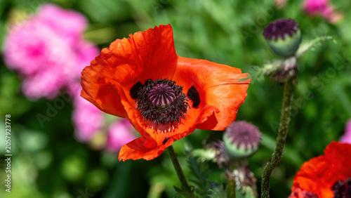 Red poppy flower in the garden.
