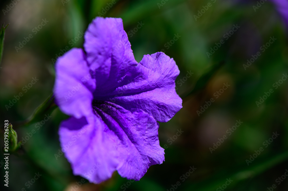 Obraz premium Blue Bellflowers in Full Bloom Macro View