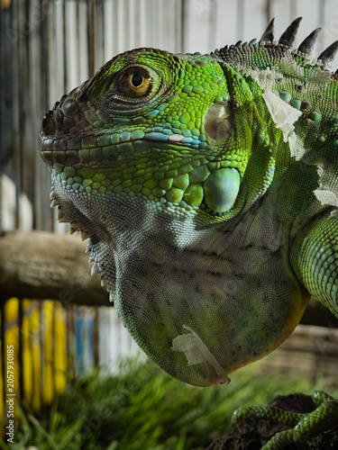 Canvas Print Green Iguana