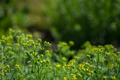 Tiny yellow rue flowers on a stem.