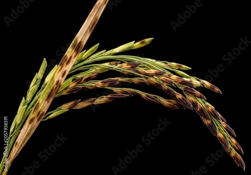 Macro shot of a rice plant panicle showing grain development and texture, isolated on a black background, highlighting agricultural botanical details