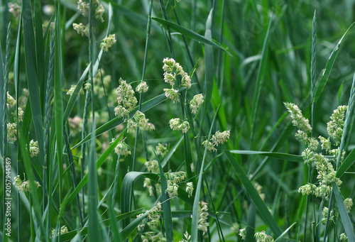 Natural green background. Blooming grass in a meadow on a sunny summer day.