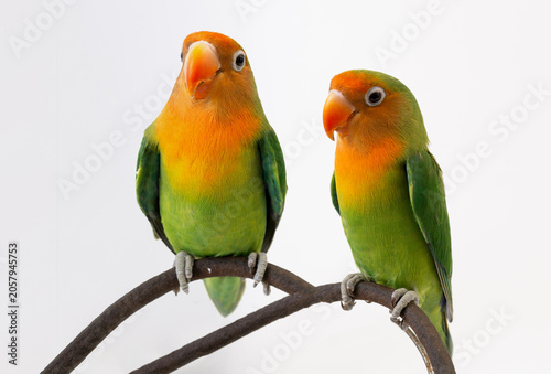 Φωτογραφία Pair of cute Fischer lovebirds isolated on white background, romantic couple of
