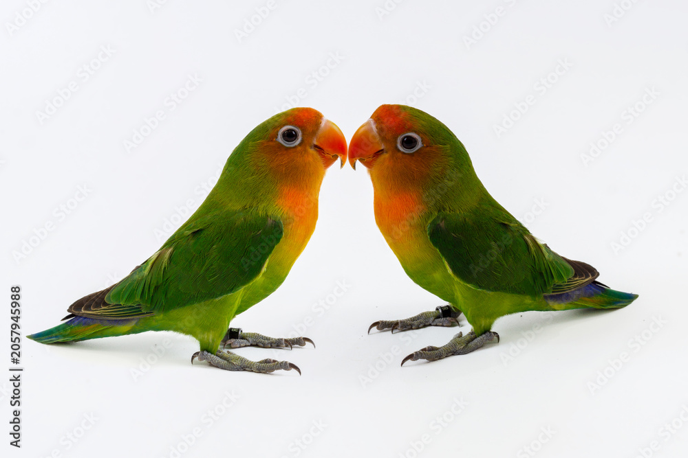 Fototapeta premium Pair of cute Fischer lovebirds isolated on white background, romantic couple of green agapornis parrots posing together in studio