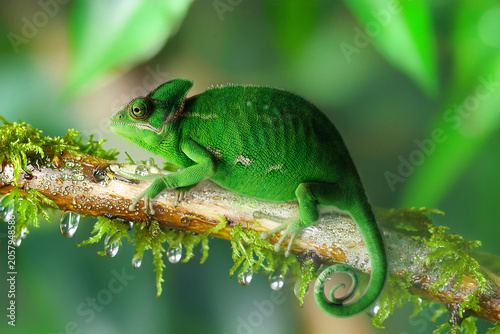 green lizard on a branch
