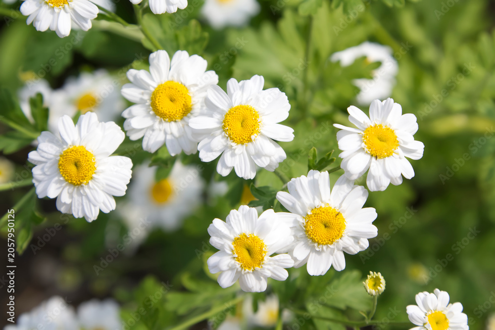 Fototapeta premium White Daisy Flowers Closeup in the Garden
