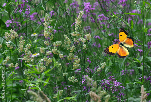 A bright orange butterfly in a flowering meadow on a sunny day