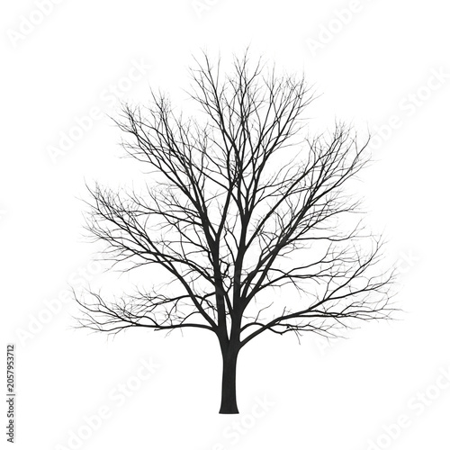 Bare tree silhouette on transparent.