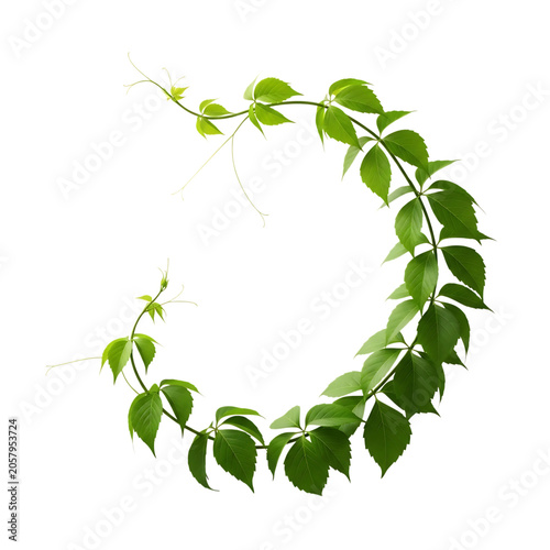 Green vine leaves forming a circle on.