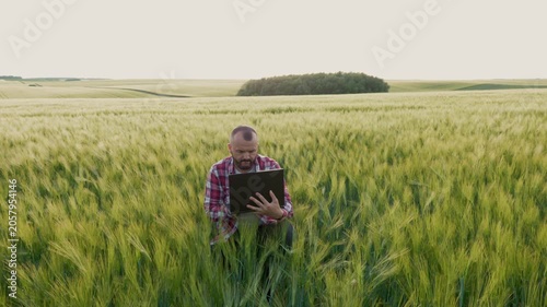 A professional manager inspects the quality of rye and grain cultivation on a sunny day.This footage illustrates the concept of smart farming and precision agriculture being implemented in rural areas