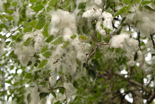 Canvastavla Poplar Tree Fluff and Cotton - Seasonal Allergies and Climate Change Environmental