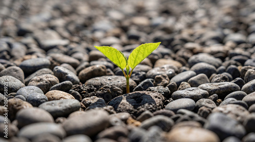 Konstfotografi Green sprout growing through stone surface