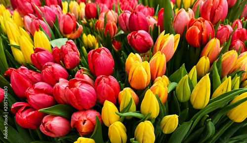 Bright Red and Yellow Tulips Floral Background