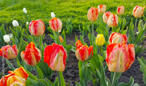 Elegant Variegated Tulips Blooming Outdoors