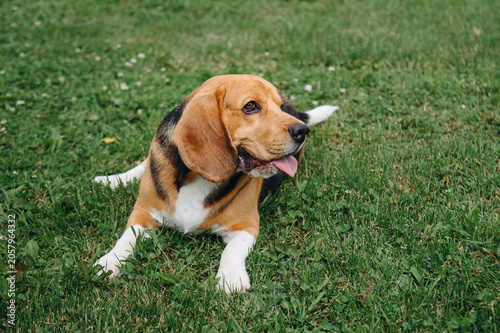 Принти на полотні young cute black red and white beagle dog lying on green lawn outdoors in sunny
