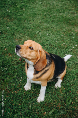 Fotografía young cute black red and white beagle dog sitting on green lawn outdoors in sunn