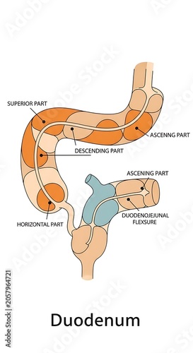 Anatomical diagram of the human duodenum with labels.