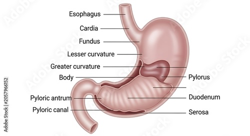 Anatomical diagram of human stomach with labeled parts.