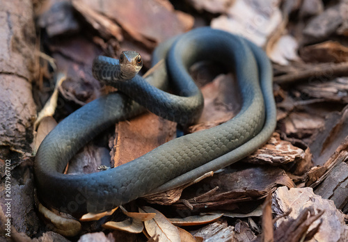 Schilderij op canvas black racer snake on the ground staring directly