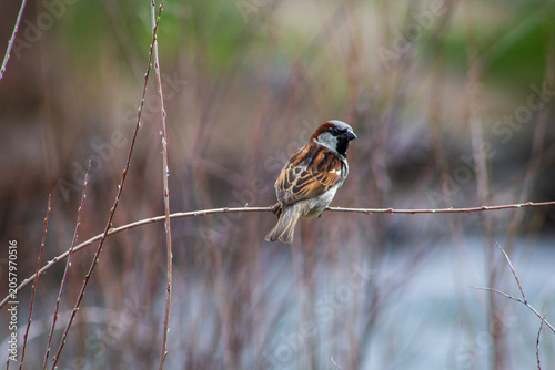 Εκτύπωση καμβά red backed shrike on branch