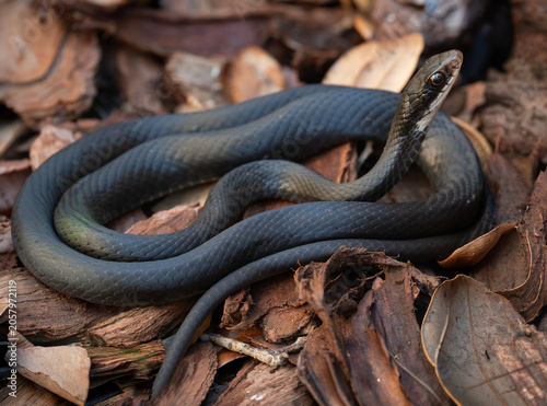 Quadro su tela close uo of a black racer snake in the grass