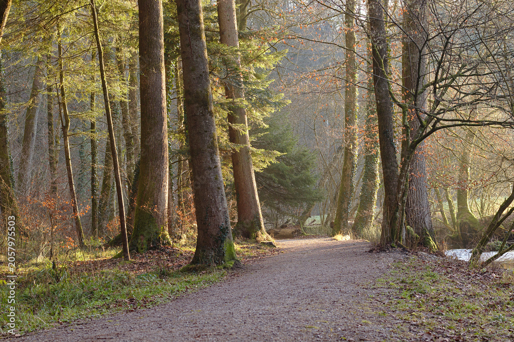 Fototapeta premium Tranquil Forest Path Bathed in Golden Morning Light with Lush Trees