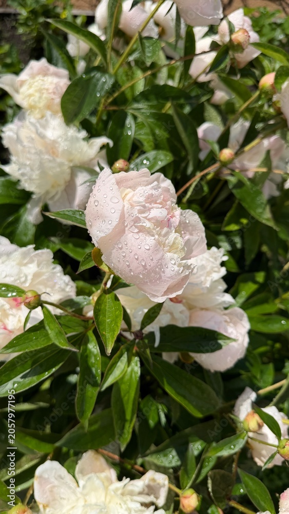 Fototapeta premium Vertical view showing fresh light white peony flowers covered in shiny dew drops. Beautiful blooming perennials growing on green bush in morning sunlit garden.