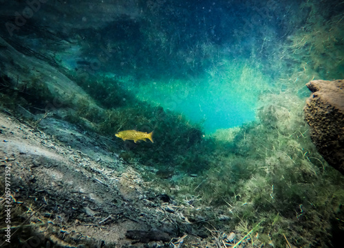 Obraz na plátně Brook Trout in a Deep Spring Pool Beneath Crystal Clear Water