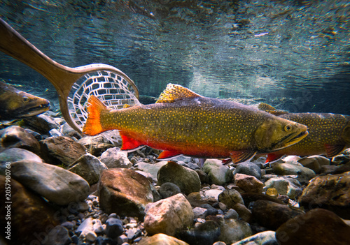 Brook Trout Swimming Past a Fly Fishing Landing Net